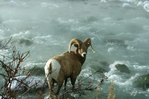 A big horn sheep in the winter in glacier national park crossing stream