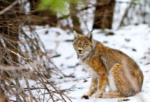 Lynx, glacier national park