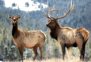 bull elk, glacier national park