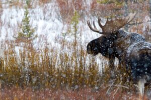 glacier national park news wildlife sub header (1)