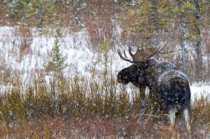 moose , glacier national park, photography