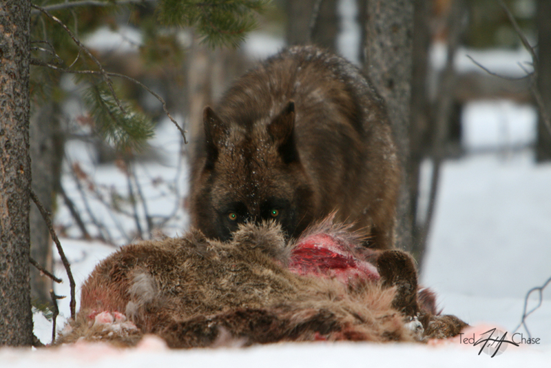 Wolf feedingGlacier National Park weddings/ Montana wildlife photographers/ Lodging in Glacier National Park Montana/ Restaurants in Glacier national park