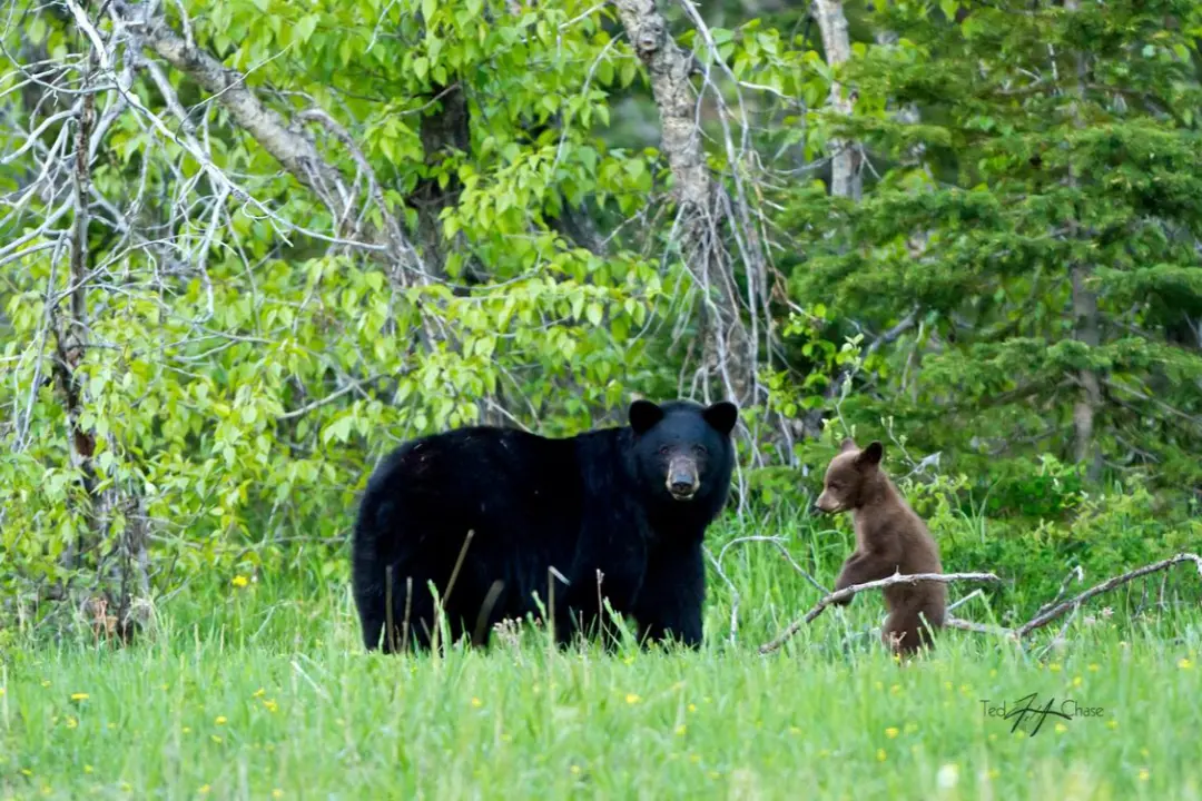 thumb 2cols 5 visiting glacier things to do in glacier national park